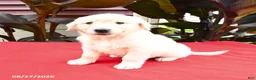 Golden Retriever dogs for sale: Creed - Ad 1