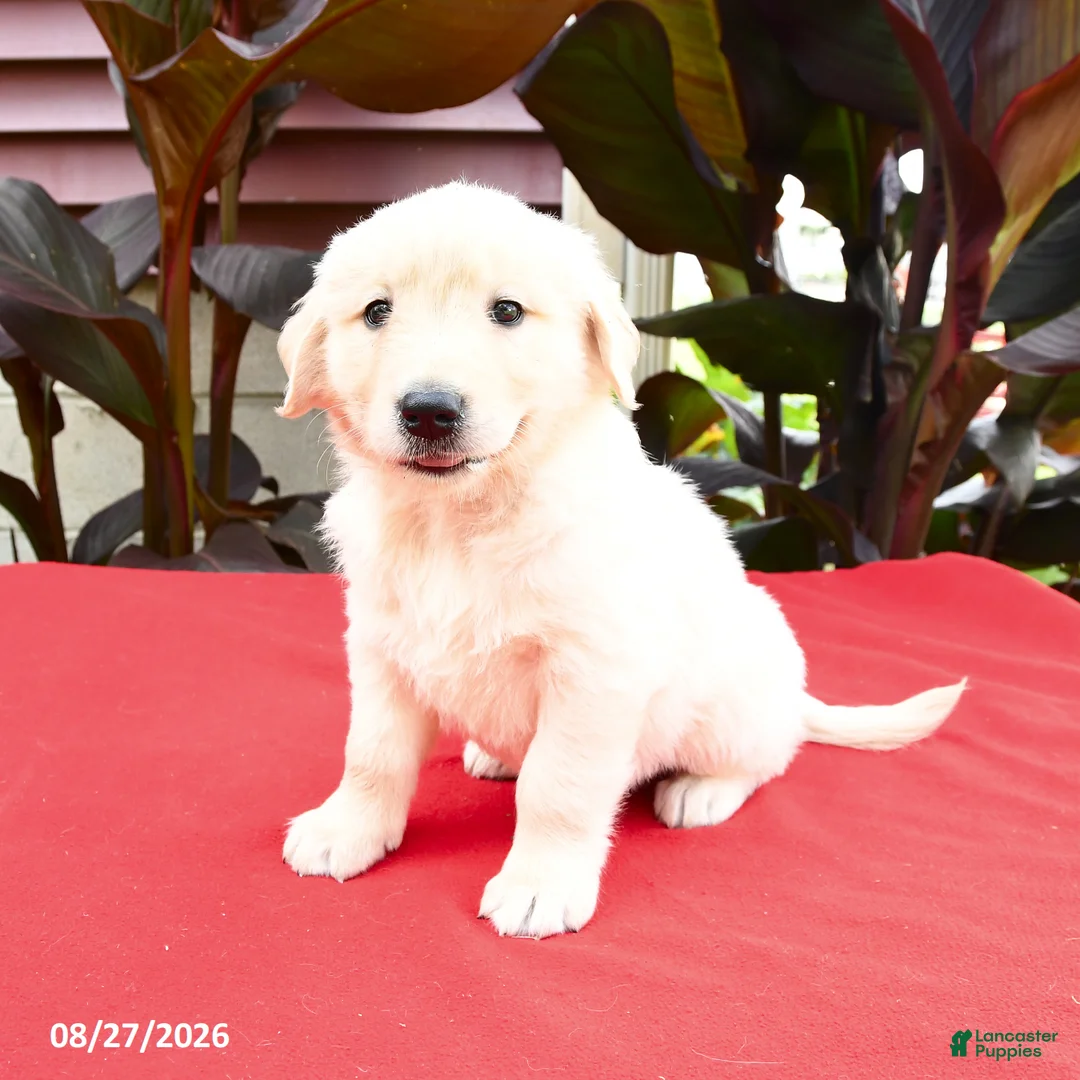 Golden Retriever dogs for sale: Creed - Ad 1