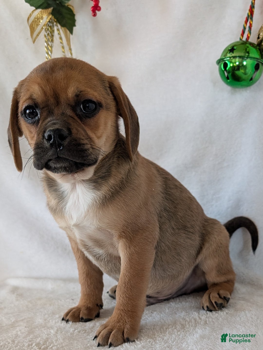 Puggle dogs for sale: Chance  - Ad 5