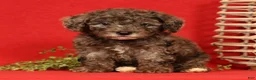 Miniature Poodle dogs for sale: Maggie - Ad 3