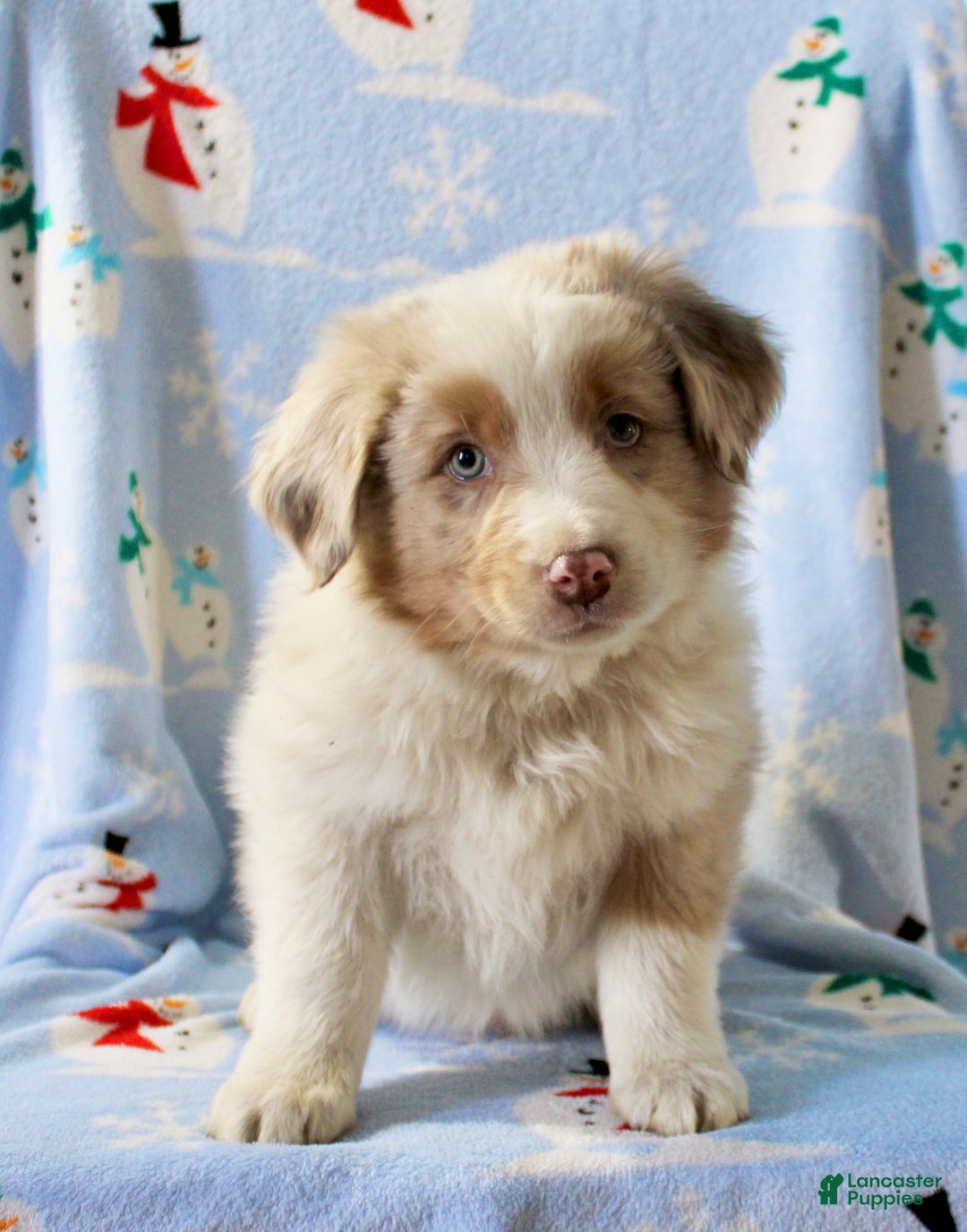 Australian Shepherd dogs for sale: Drew - Ad 2