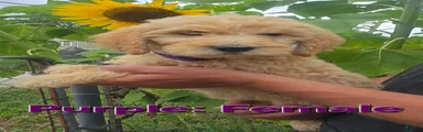 Goldendoodle Purple