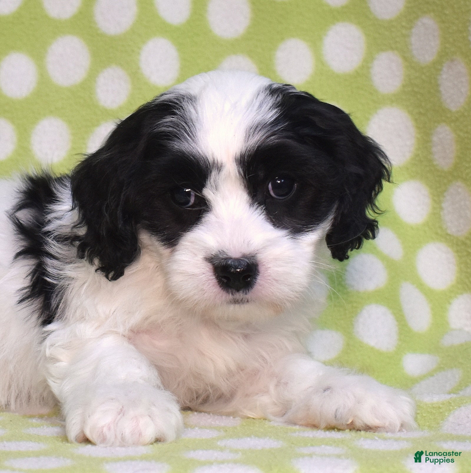 Cavachon dogs Rocket - Ad 1