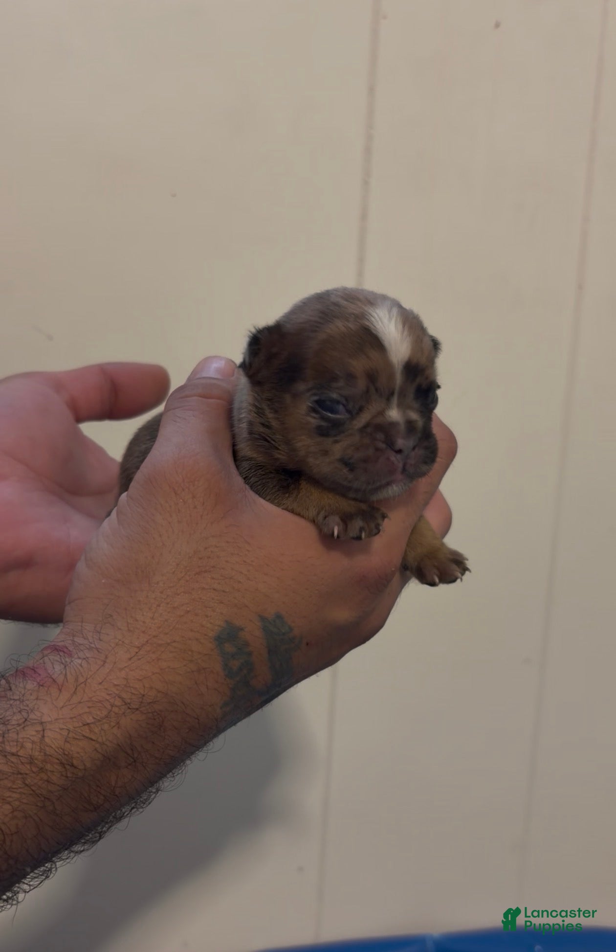 French Bulldog dogs French Bulldog 1 - Ad 40