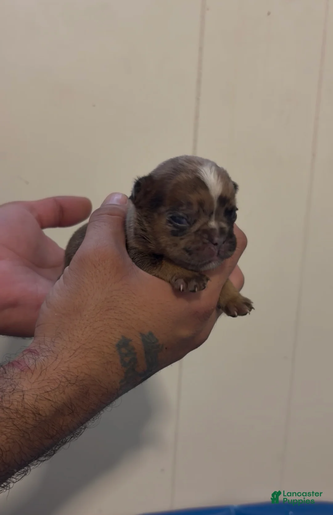 French Bulldog dogs for sale: French Bulldog 1 - Ad 1