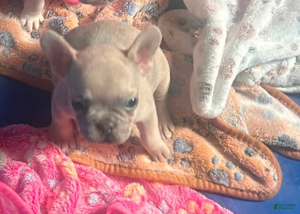 French Bulldog dogs French Bulldog 3 - Ad 1