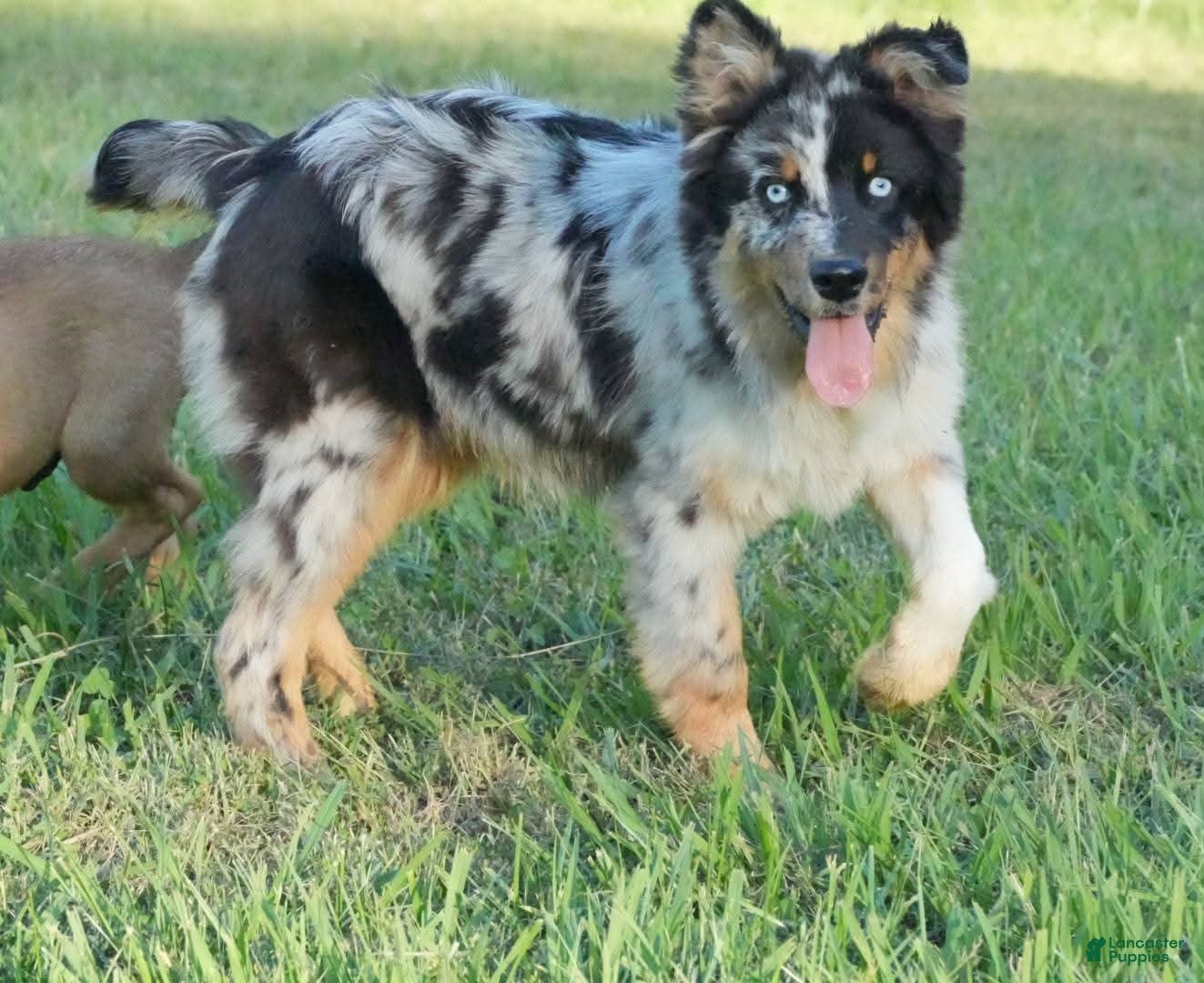 Australian Shepherd dogs for sale: Diesel  - Ad 1