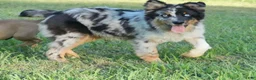 Australian Shepherd dogs for sale: Diesel  - Ad 1