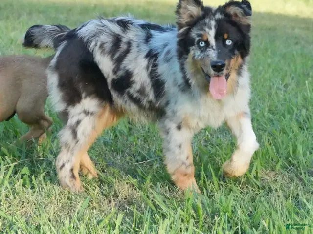 Australian Shepherd dogs for sale: Diesel - Ad 1