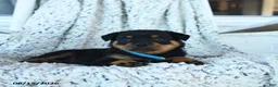 Rottweiler dogs for sale: Rain - Ad 3