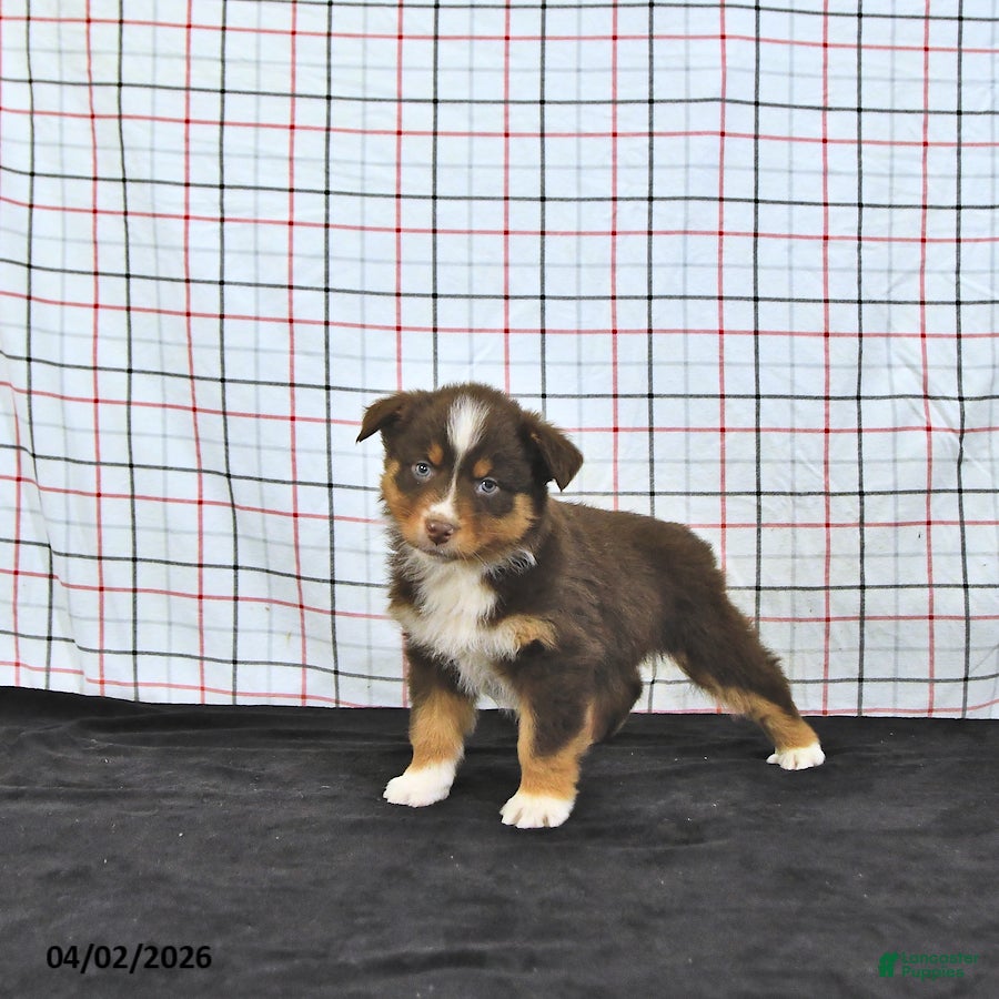 Australian Shepherd dogs Paisley - Ad 2