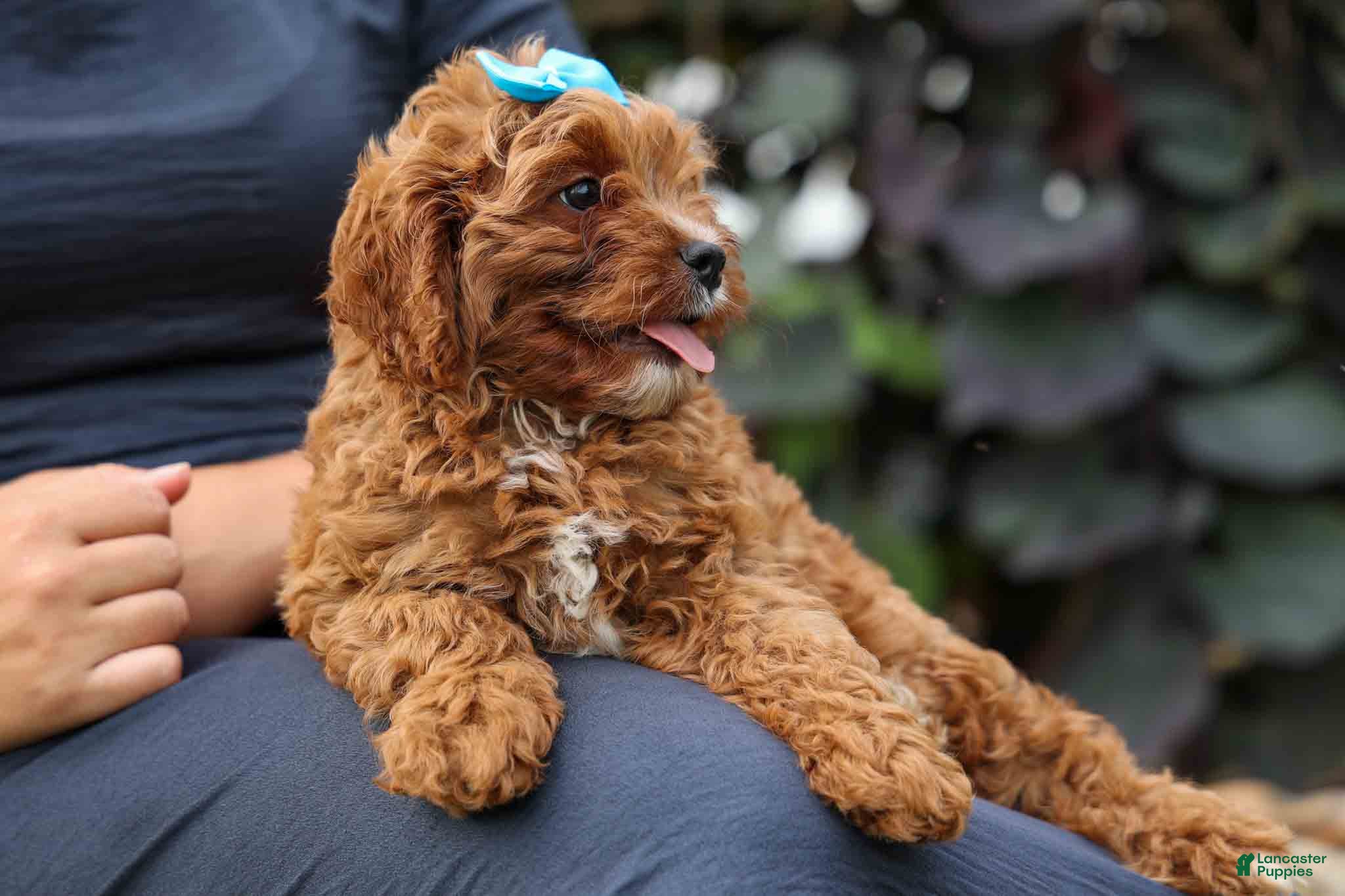 Cavapoo dogs Kody 🐶 - Ad 2
