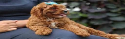 Cavapoo dogs for sale: Kody 🐶 - Ad 2