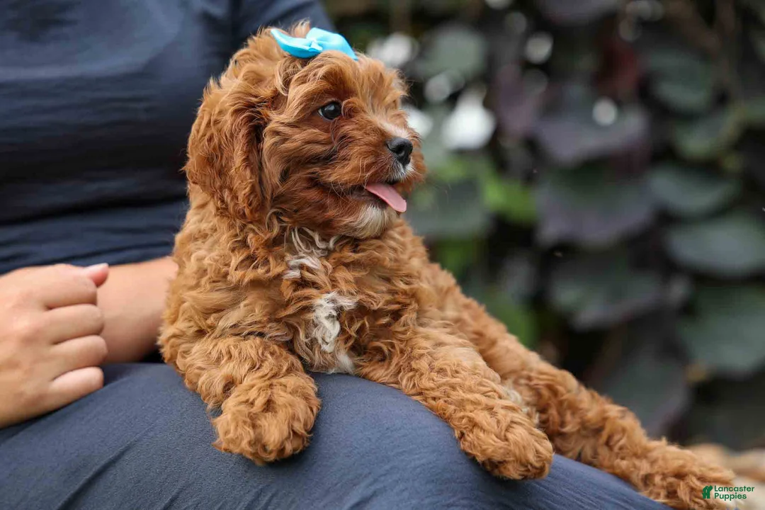 Cavapoo dogs for sale: Kody 🐶 - Ad 2