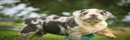 English Bulldog dogs for sale: Seth English Bulldog  - Ad 3
