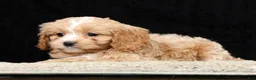 Cavapoo dogs for sale: Tonya - Ad 5