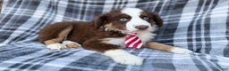 Miniature Australian Shepherd dogs for sale: Sully - Ad 3