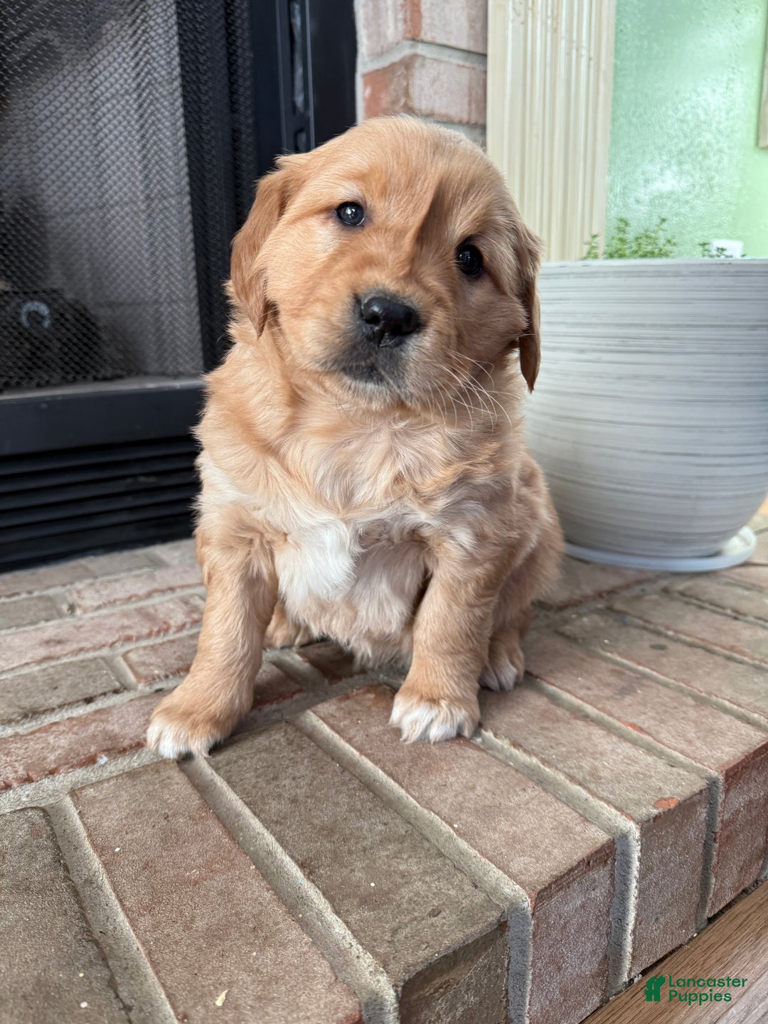 Golden Retriever dogs for sale: Samantha - Ad 12