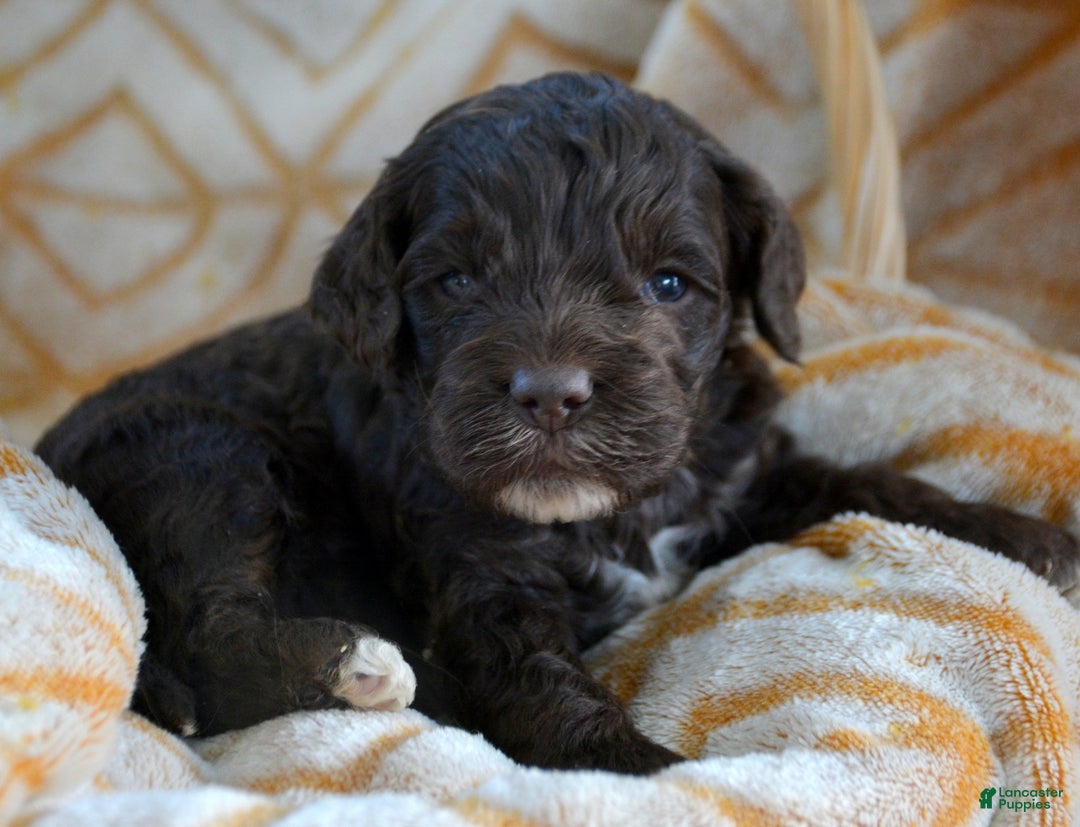 Cockapoo dogs for sale: Cockapoo Puppy 1 King - Ad 3