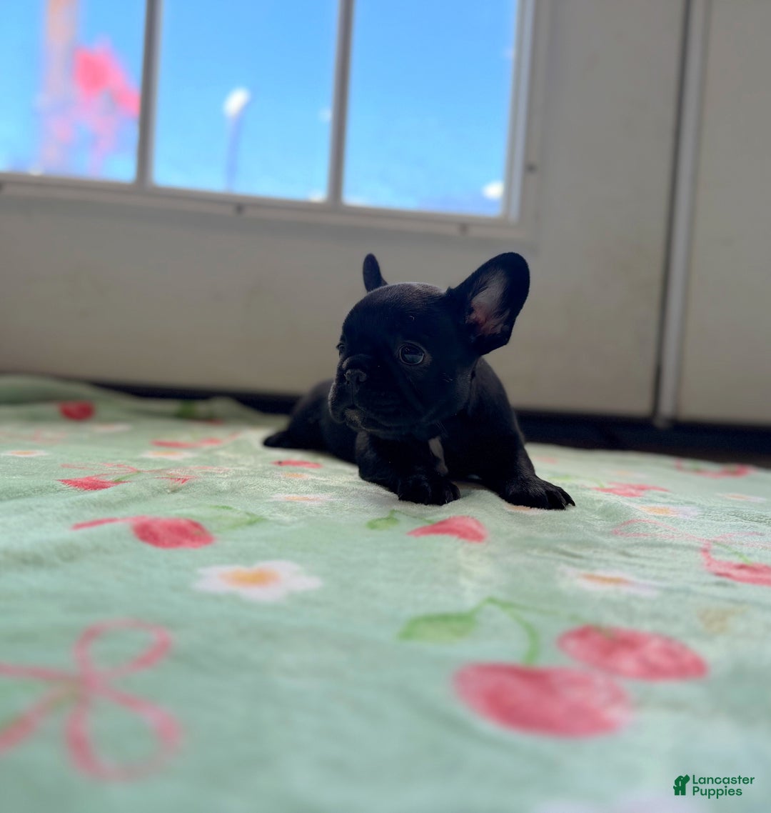 French Bulldog dogs for sale: French Bulldog Puppy 3 - Ad 3