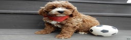 Mini Goldendoodle dogs for sale: Nemo - Ad 3