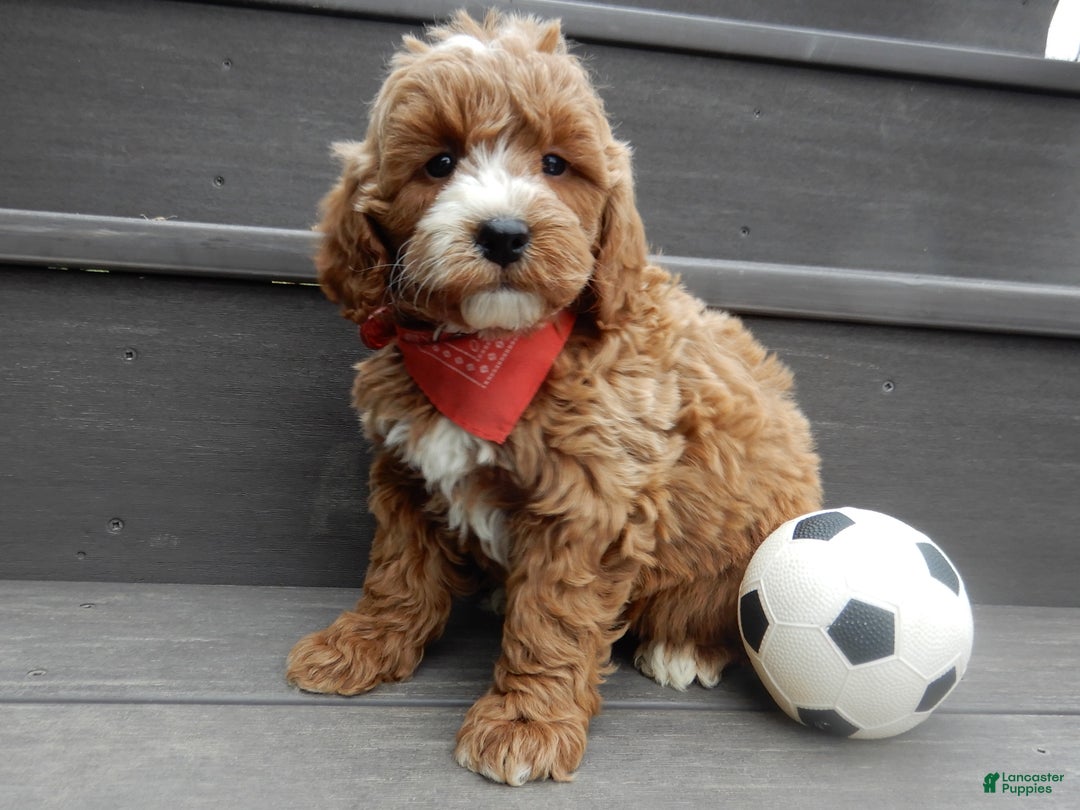 Mini Goldendoodle dogs for sale: Nemo - Ad 3