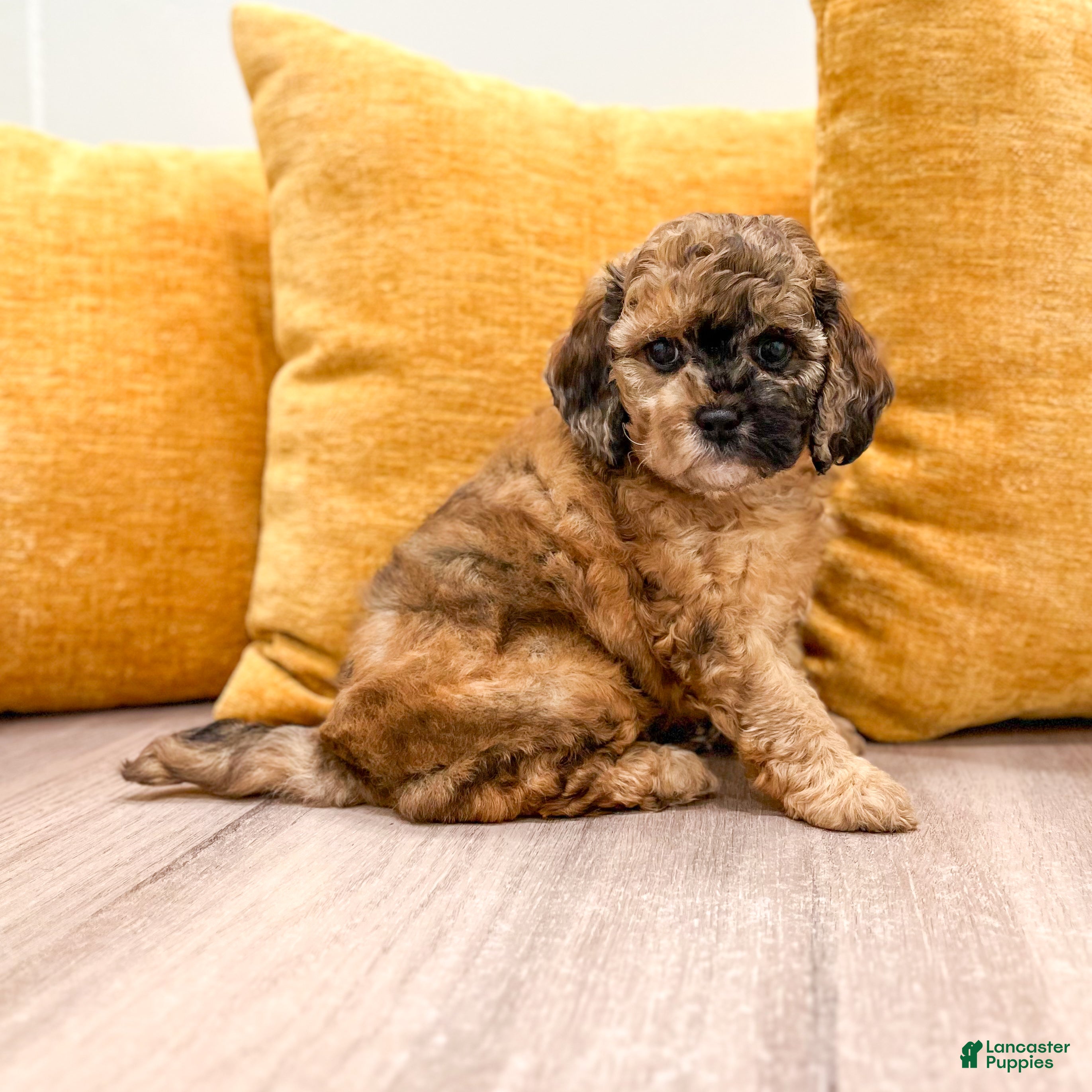 Cavapoo dogs Indio - Ad 2