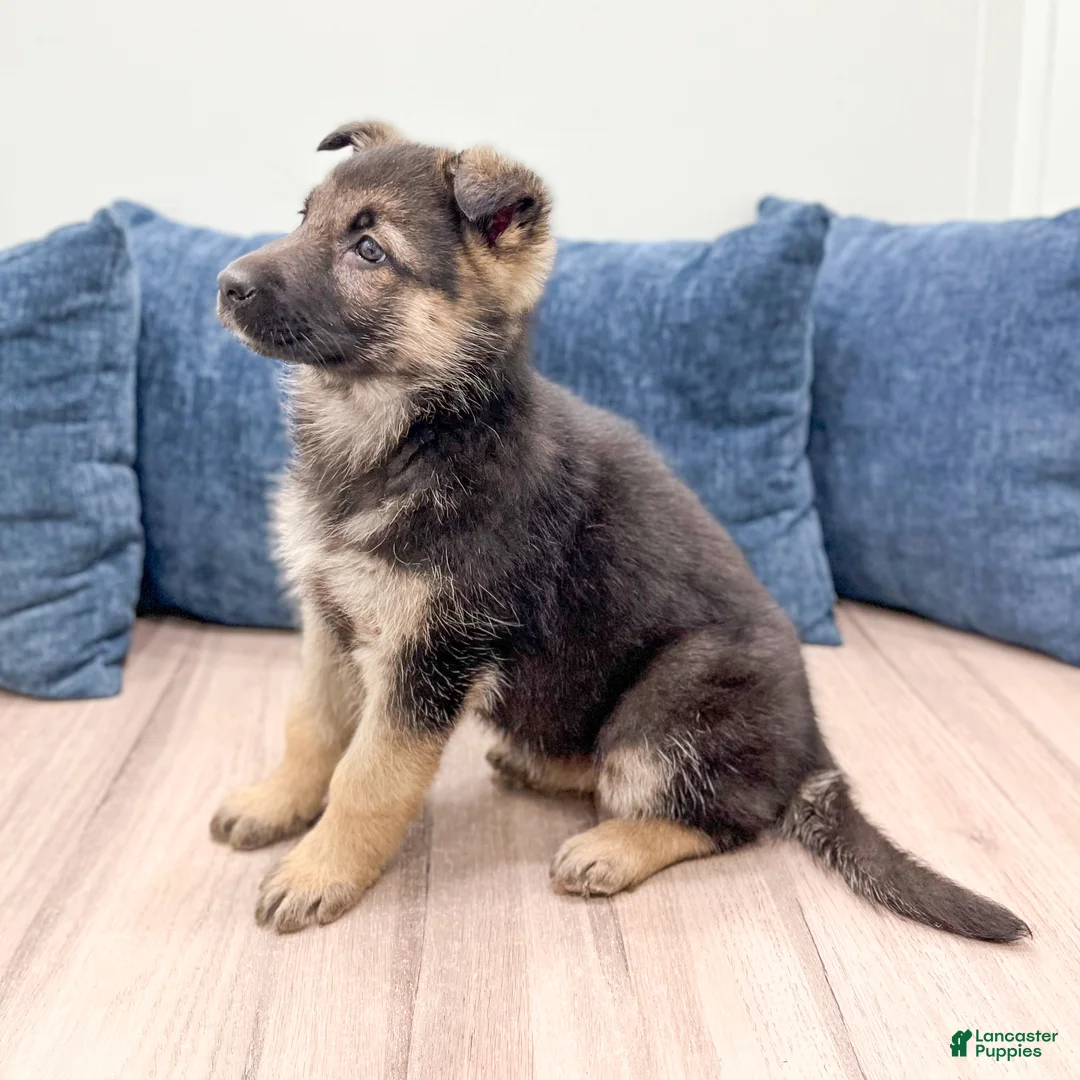 German Shepherd dogs for sale: Kezia - Ad 3