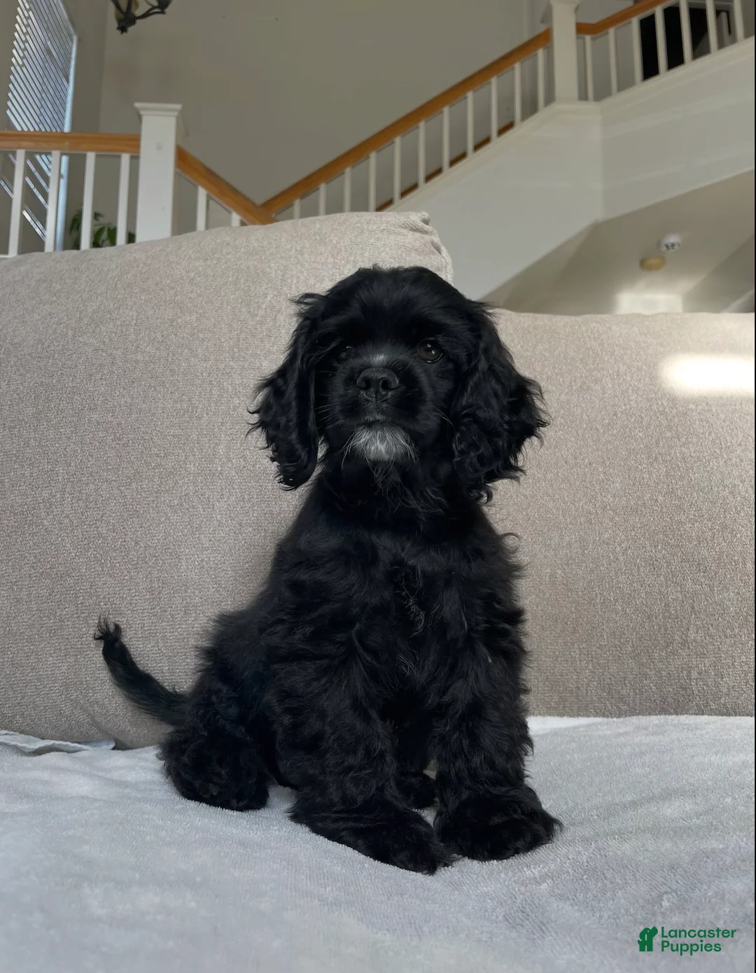 Cocker Spaniel dogs for sale: Billy - Ad 2