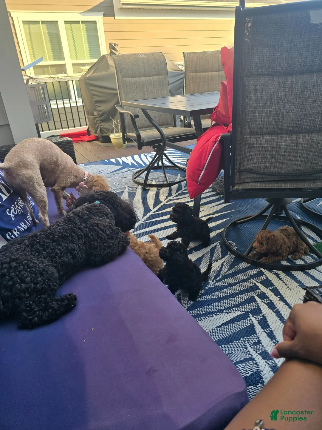 Toy Poodle dogs for sale: Toy Poodle- Nala - Ad 6