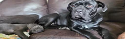 Cane Corso dogs for sale: Cane Corso Red Collar - Ad 2