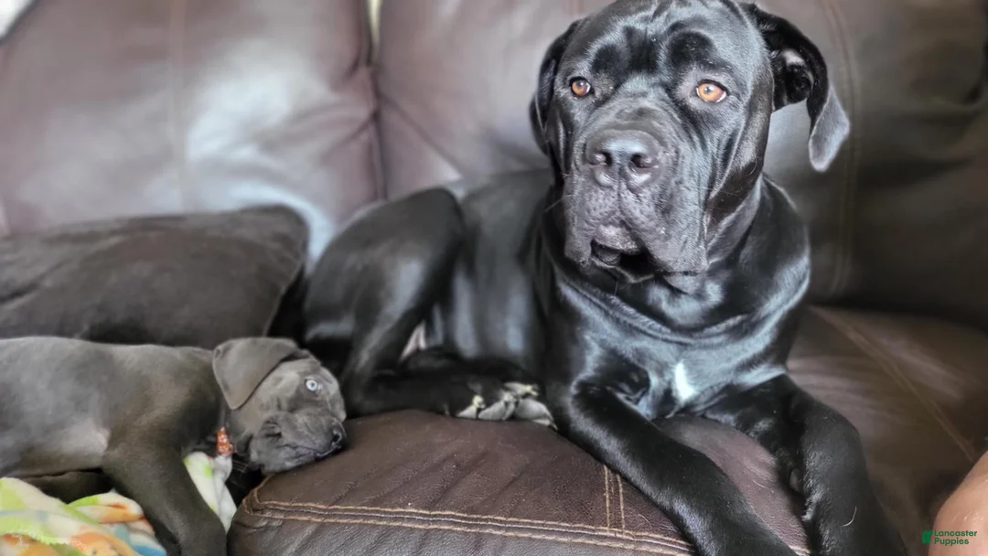 Cane Corso dogs for sale: Cane Corso Red Collar - Ad 2