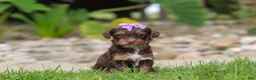 Yorkiepoo dogs for sale: Bon Bon - Ad 3