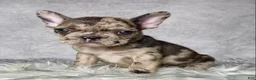 Frenchton dogs for sale: Miss Lola  - Ad 7