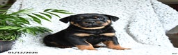 Rottweiler dogs for sale: Zeus - Ad 1