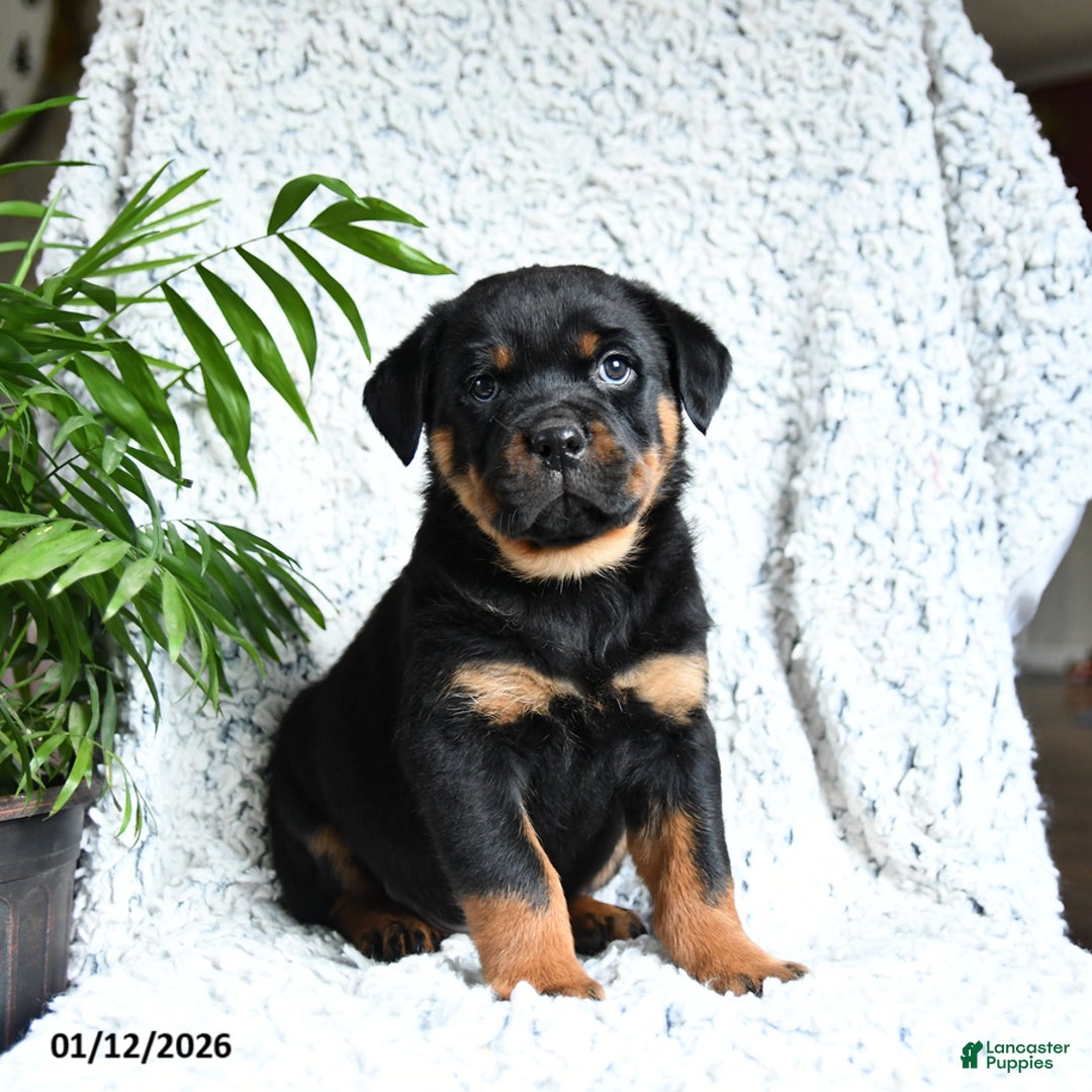 Rottweiler dogs for sale: Zeus - Ad 1