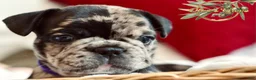 French Bulldog dogs for sale: Marlee  - Ad 1
