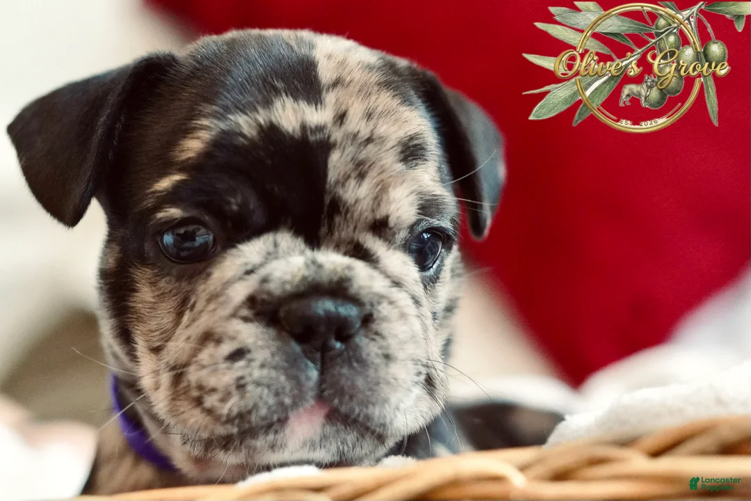 French Bulldog dogs for sale: Marlee  - Ad 1
