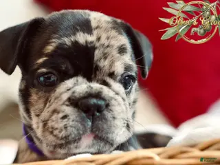 French Bulldog dogs Marlee - Ad 25