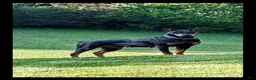 Doberman Pinscher dogs for sale: Doberman Pinscher 8 - Ad 5