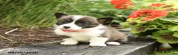 Welsh Corgi Pembroke dogs for sale: Pepsi - Ad 3