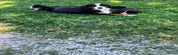 Bernese Mountain Dog dogs for sale: Green collar- Scruffy - Ad 4