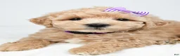 Mini Goldendoodle dogs for sale: Nancy - Ad 3
