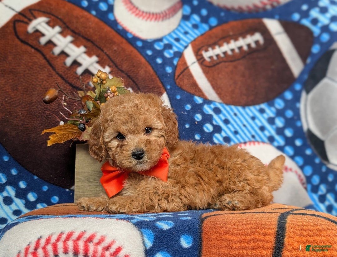 Mini Goldendoodle dogs for sale: Trace 10 lbs Full Grown - Ad 4