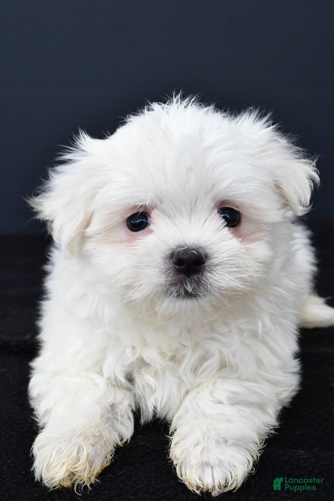 Maltese dogs for sale: Gunner - Ad 1