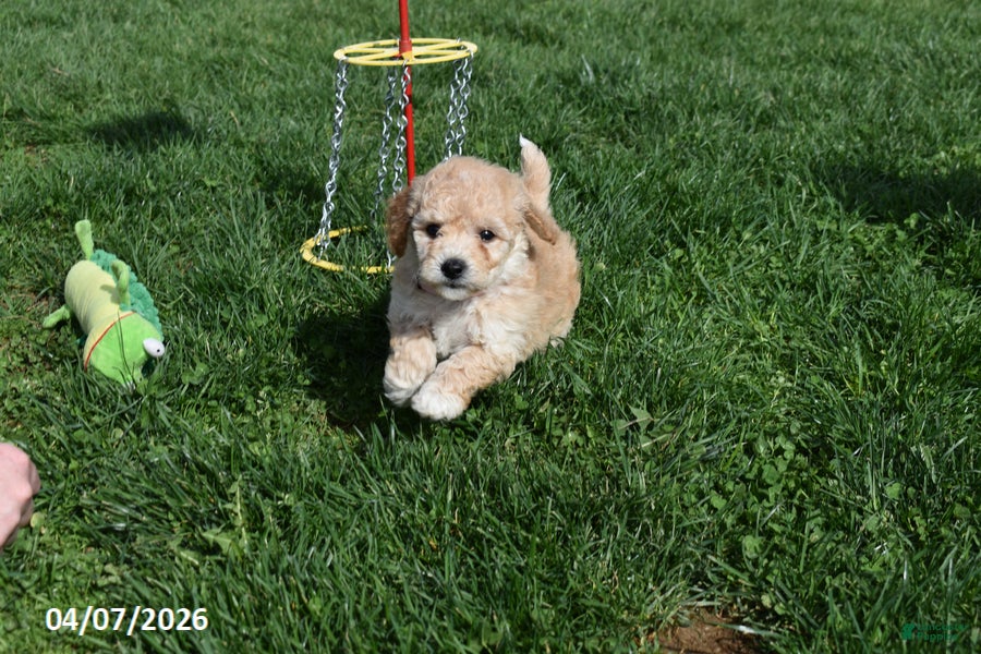 Bichpoo dogs Brianna - Ad 1