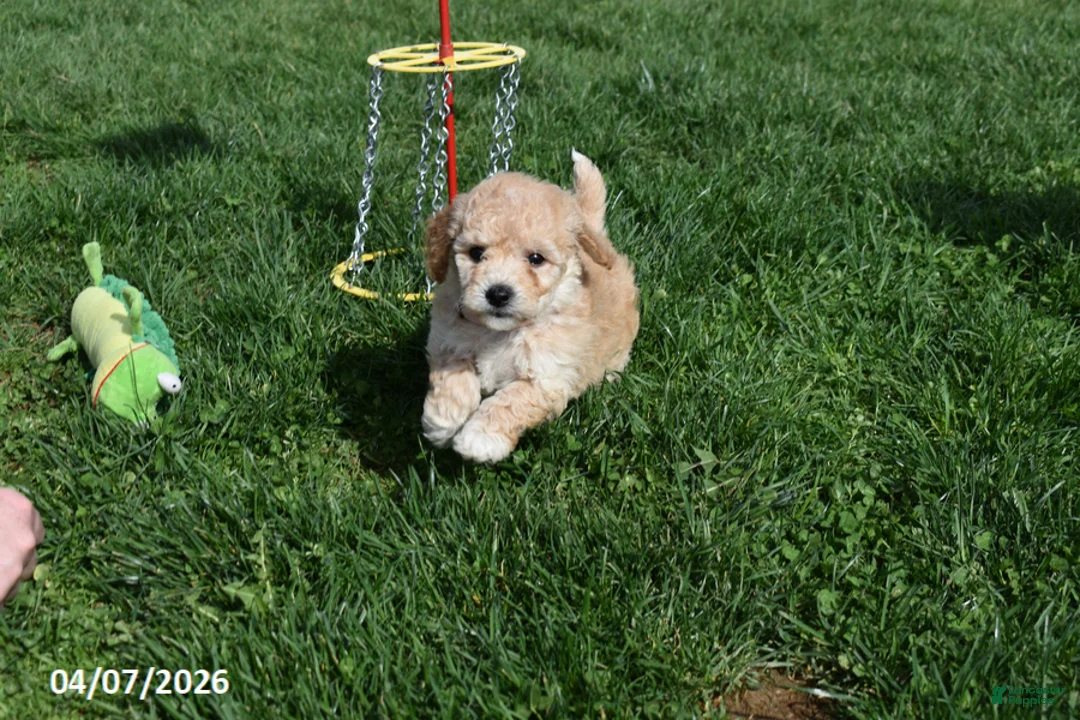 Bichpoo dogs for sale: Brianna - Ad 1