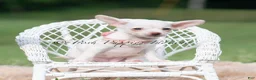Chihuahua dogs for sale: Clover - Ad 5