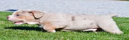 Beabull dogs for sale: Lakota - Ad 11
