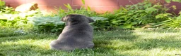 Cane Corso dogs for sale: Millie  - Ad 5